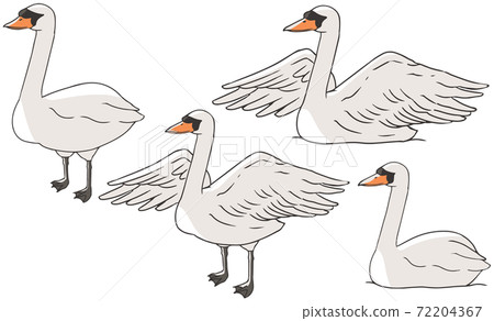 Cobb swans Cobb swans 72204367