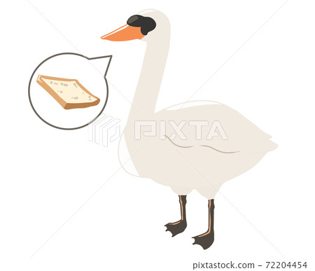 Mute swan feeding (no line) 72204454