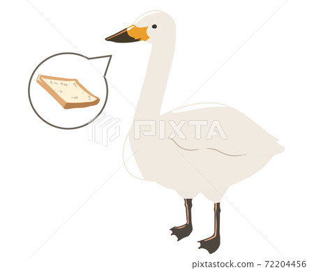 Whooper swan feeding (no line) Whooper swan feeding (no line) 72204456