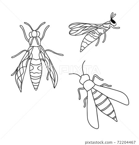Wasp insect set simple outline isolated vector illustration in hand drawn doodle style. Wasp insect set simple outline isolated vector illustration in hand drawn doodle style. 72204467