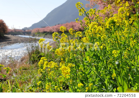 Kawazu cherry blossoms and rape blossoms in full bloom in Kawazu Town, Shizuoka Prefecture Kawazu cherry blossoms and rape blossoms in full bloom in Kawazu Town, Shizuoka Prefecture 72204558