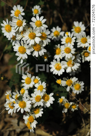 Yellow petals on white petals Summer white chrysanthemum that gives off a citrus scent Yellow petals on white petals Summer white chrysanthemum that gives off a citrus scent 72204576
