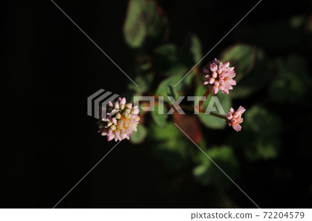 Himeturusoba,粉紅色的小花 Himeturusoba,粉紅色的小花 72204579
