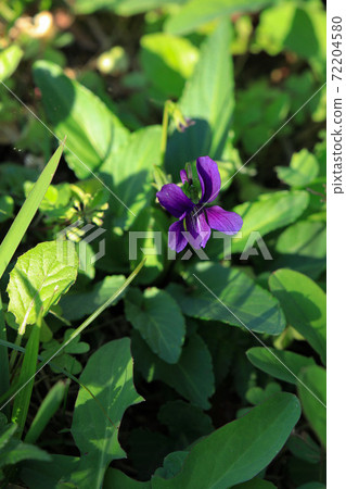 A small violet with dark purple on the green leaves A small violet with dark purple on the green leaves 72204580