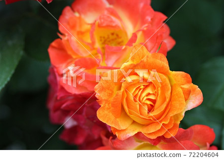 Brightly blooming orange rose flowers Brightly blooming orange rose flowers 72204604