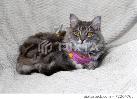 Portrait of a gray cat in a medical blanket after a surgical operation Portrait of a gray cat in a medical blanket after a surgical operation 72204763