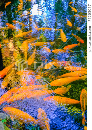 Free Life Pond Carp (Vertical) 1 72205027