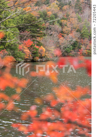 [Oku-Nikko, autumn leaves of Lake Yuno] 72205443