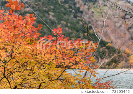 [奧日光，湯子的秋葉] 72205445