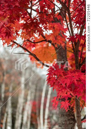 [奧日光，湯野湖附近的秋葉] 72205446