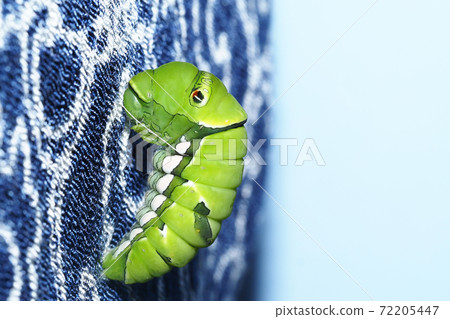 Namiageha（ageha）幼蟲（初步），繁殖 72205447