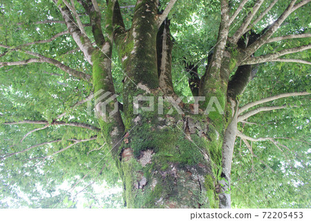 老樹幹 老樹幹 72205453