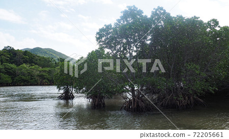 Ishigaki Island Fukido River Hirugi Community 72205661