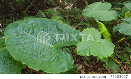 Alocasia leaves on Ishigaki Island Alocasia leaves on Ishigaki Island 72205667