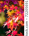 Autumn leaves that overflow and deepen in the early winter morning ① 72205691
