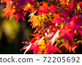 Autumn leaves that overflow and deepen in the early winter morning ② 72205692