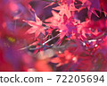 Autumn leaves that overflow and deepen in the early winter morning ④ 72205694