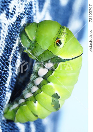 Larva (prepupa) and breeding of swallowtail butterfly 72205707
