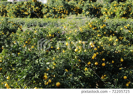 靜岡縣Mikan field河津町 72205725