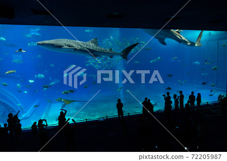 Churaumi Aquarium Whale shark Churaumi Aquarium Whale shark 72205987