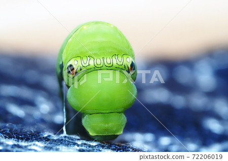 Larva (prepupa) and breeding of swallowtail butterfly Larva (prepupa) and breeding of swallowtail butterfly 72206019