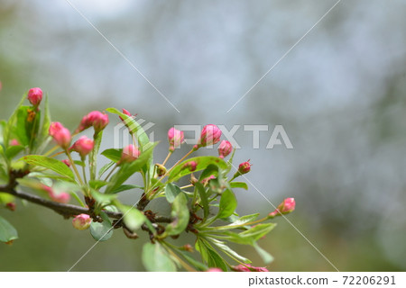 醋的粉紅芽 72206291