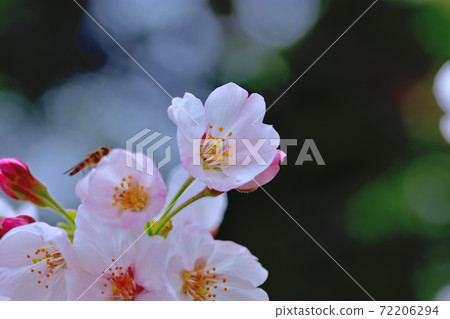 盛開的櫻花，染井吉野 72206294