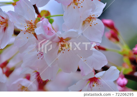 盛開的櫻花，染井吉野 72206295