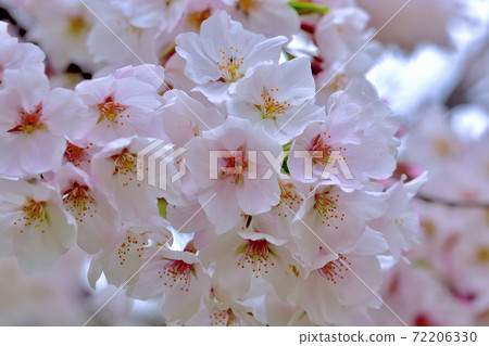Cherry blossoms in full bloom, Yoshino cherry tree 72206330