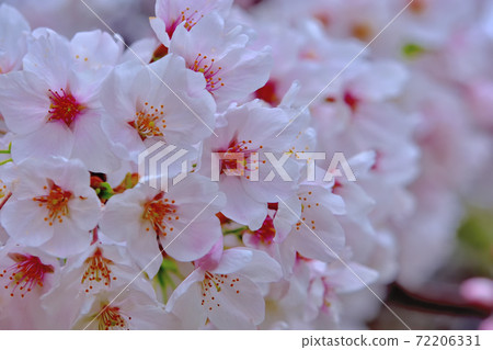 盛開的櫻花，染井吉野 72206331