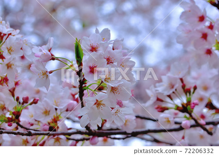 盛開的櫻花，染井吉野 72206332