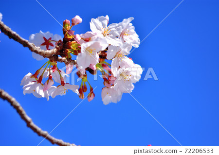 盛開的櫻花,染井吉野 盛開的櫻花,染井吉野 72206533