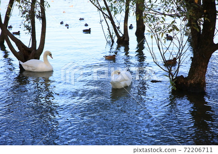 Autumn park swan 72206711
