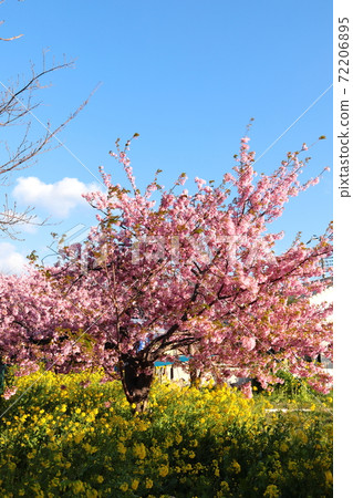 靜岡縣川津町豎立的川津櫻花和油菜花盛開 靜岡縣川津町豎立的川津櫻花和油菜花盛開 72206895