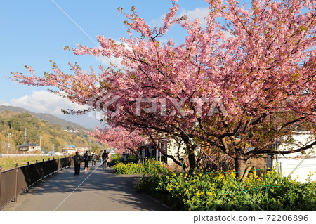 Kawazu櫻花盛開靜岡縣河津町 Kawazu櫻花盛開靜岡縣河津町 72206896