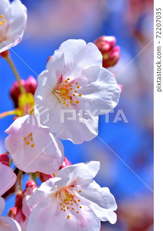 Cherry blossoms in full bloom, Yoshino cherry tree 72207035