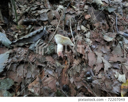 Lactarius chrysanthemum poisonous mushroom photo Lactarius chrysanthemum poisonous mushroom photo 72207049