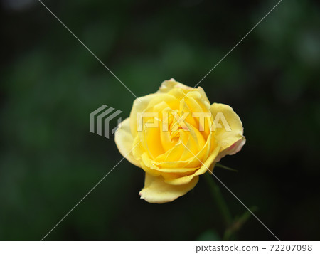 Igashira Park Rose on a rainy day 72207098