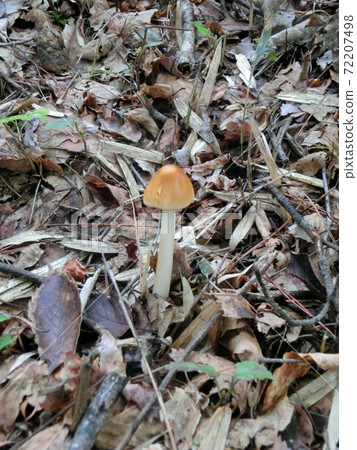 Kabairoturake幼蟲食用菌 Kabairoturake幼蟲食用菌 72207498