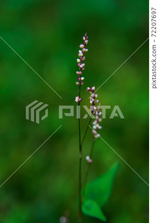 Inutade是一種常見於路邊的雜草 72207697