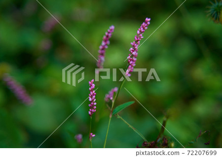 Persicaria longise is a weed often seen on the roadside 72207699