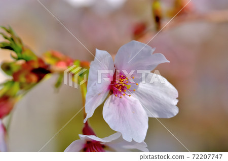 盛開的櫻花,染井吉野 盛開的櫻花,染井吉野 72207747