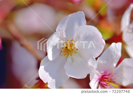 盛開的櫻花，染井吉野 72207748