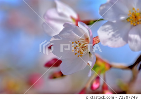 盛開的櫻花，染井吉野 72207749