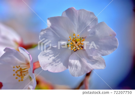 盛開的櫻花,染井吉野 盛開的櫻花,染井吉野 72207750