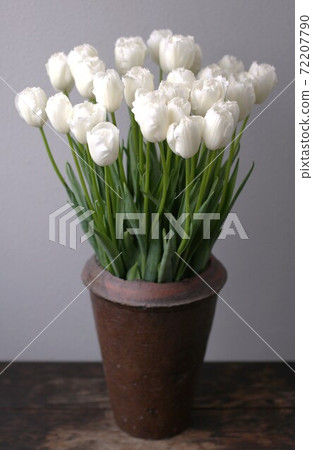 天鵝翼 天鵝翼 72207790