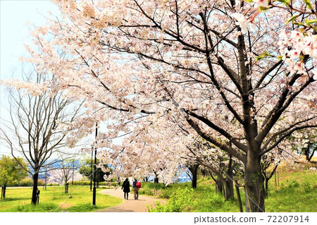 泉中央公園/春天的景色 泉中央公園/春天的景色 72207914