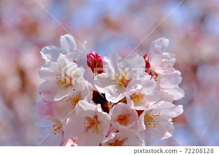 Cherry blossoms in full bloom, Yoshino cherry tree 72208128