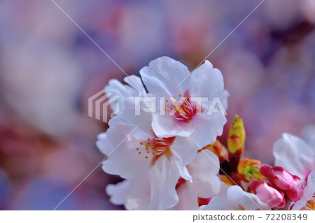 Cherry blossoms in full bloom, Yoshino cherry tree Cherry blossoms in full bloom, Yoshino cherry tree 72208349