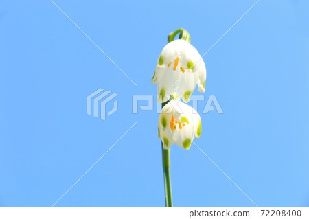 香草水仙花 香草水仙花 72208400